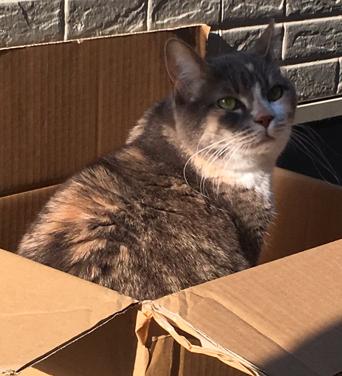 チョビ之助 いくつもの片隅に No 5287 猫又は怖くないヨー 飼い主の怨みを受けて化けた化け猫 や火車は怖いですけどね 鍋島藩の化け猫騒動とか北高和尚の火車おとしの法衣の話とか