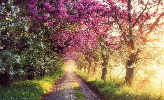 AridKingdom's tweet photo. You'll feel like in a dream if you take this road. 🌟🍃🌟🍃 #beautiful #enchanting #scenery #colorful #trees #magical #atmosphere #road https://t.co/g5mt9F2M2O