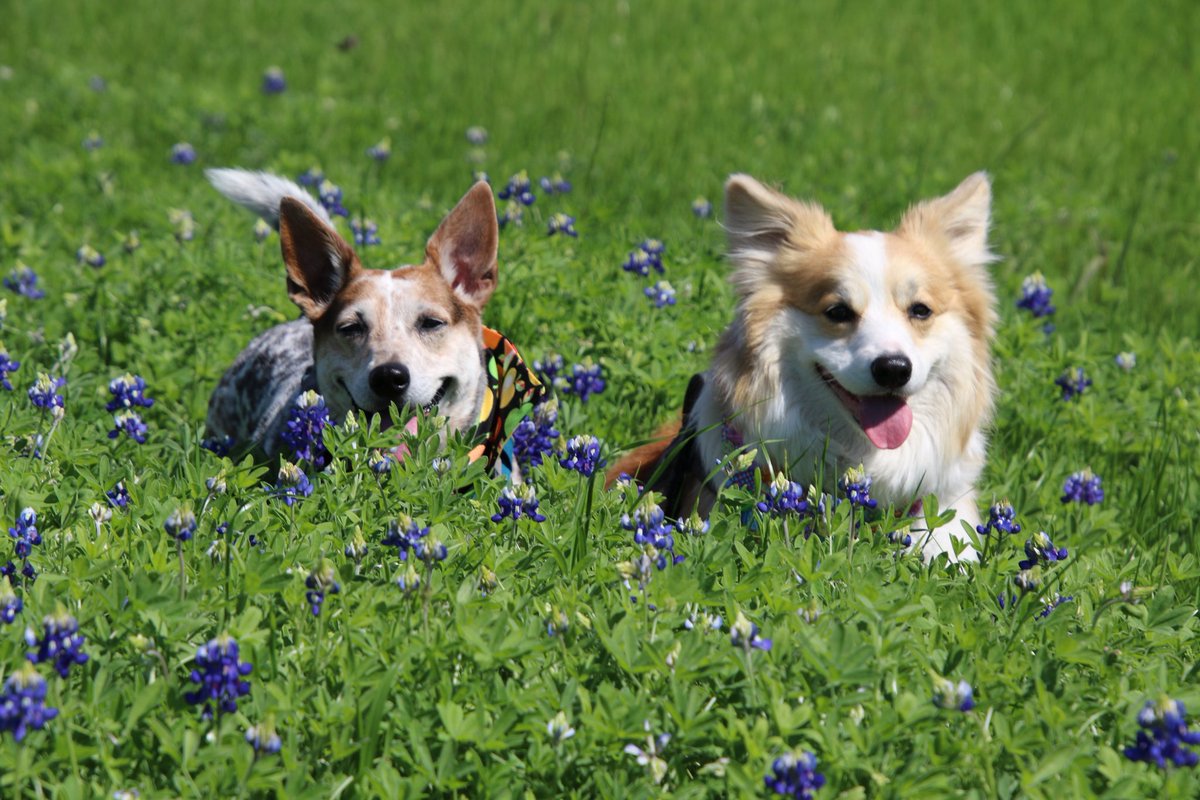 txfiddleJulie's tweet photo. Texas Bluebonnets! #corgisandbluebonnets #corgi #atx #bluebonnets2018 #Middythecorgiheeler #Perlethecorgi https://t.co/x44ANgnurc