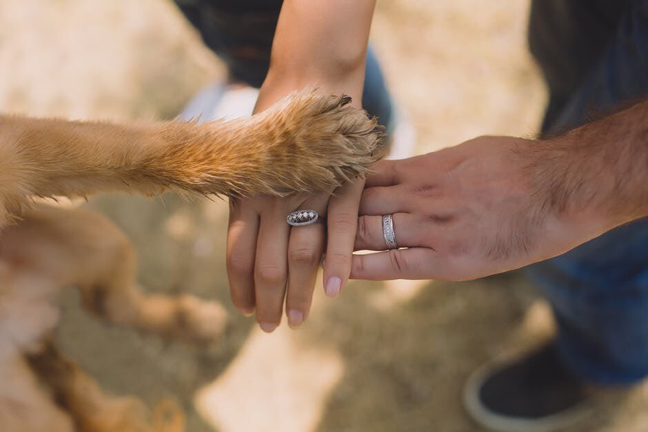 PetShopPlus's tweet photo. All for one and one for all! #PetsAreFamily https://t.co/hOVdhhClCF