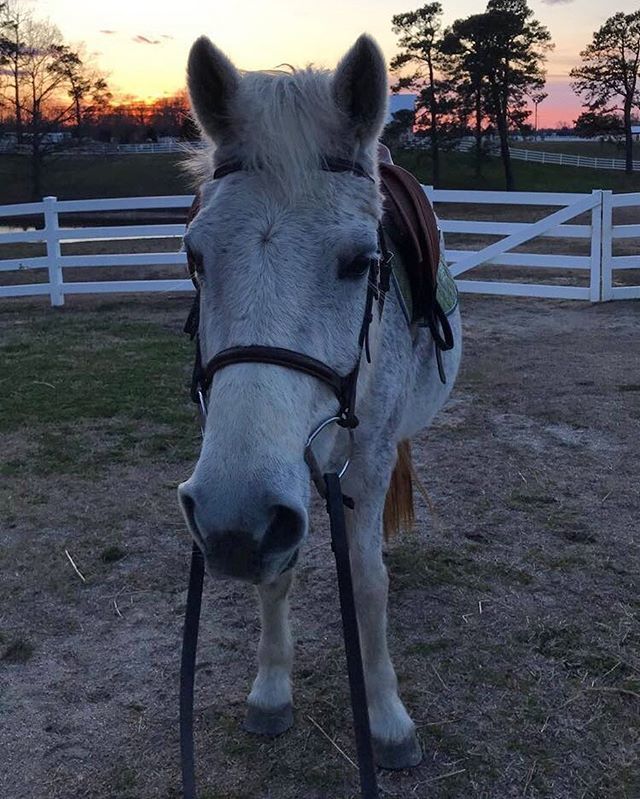 WMEquestrian's tweet photo. And the cutest pony award goes to... ❤️ #wmequestrian https://t.co/jNcYl1eV3K https://t.co/lvAfpVveoK