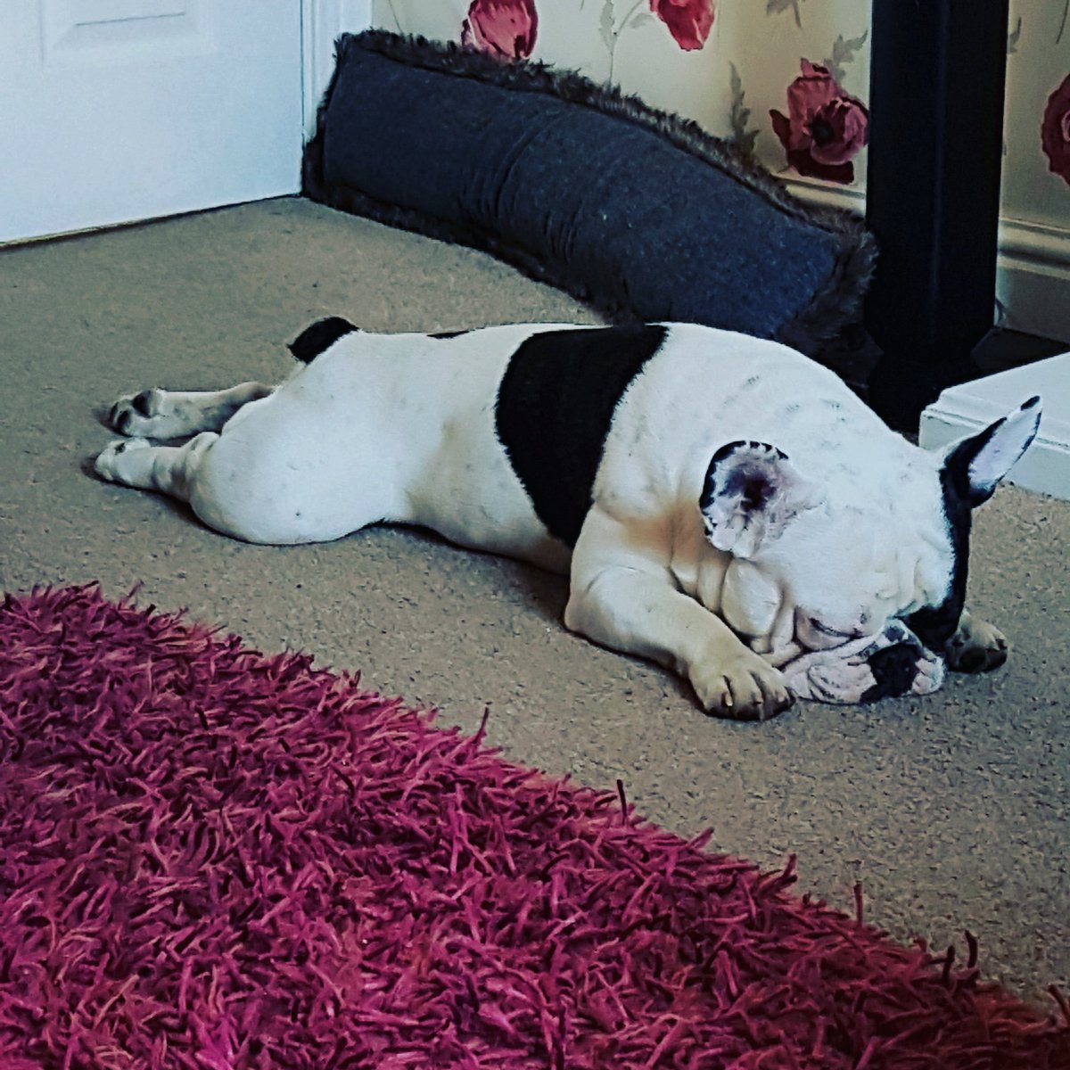 Wild about swimming (@wildabtswimming) on Twitter photo 