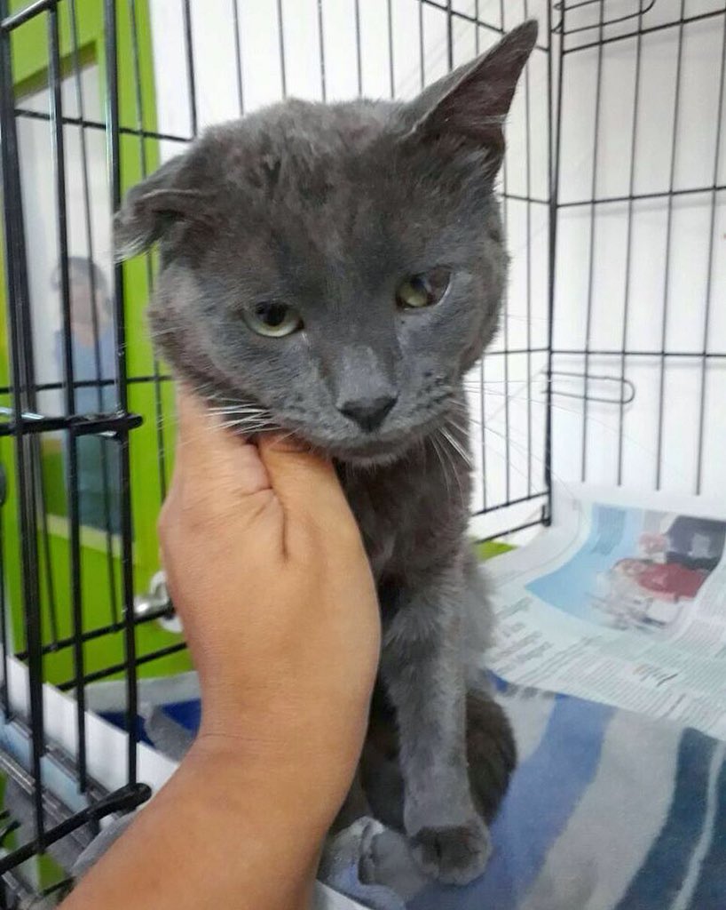 inkananimal's tweet photo. Adiós Rusó 😢 Después de casi un mes de lucha nuestro querido 🐈 nos dejó. A pesar de las enormes ganas, energía y entusiasmo; su extrema condición no lo permitió. Ahora está descansando, sus últimos días regaloneó, tuvo la mejor atención acompañado de un equipo médico increíble https://t.co/it6r3Qm894