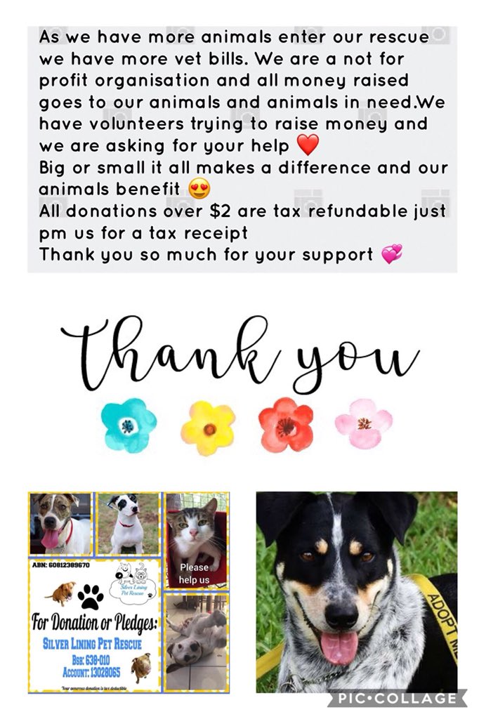 silverliningaus's tweet image. #ThankYou #SilverLining #silverliningpetrescue #Australia #Brisbane #qld #austaliawide #Donations #vetbills #companion #animals #helpthepets #Fosters #Fostering #AdoptADog #AdoptDontBuy #loveanimals #CatsOfTwitter #kittens #puppiesofinstagram #puppiesoftwitter #Twitter #SLPR
