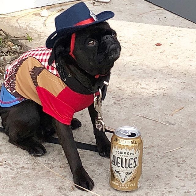 indybrewing's tweet photo. Not my first rodeo! #cowboysfromhelles #rodeodog .
.
.
#dogsontap #dogsofinstagram #rodeo #craftbeer #helles #lager #beerlover #doglover #cowboy #texas https://t.co/L3HIahnBlS #instagram https://t.co/tvosJ4DMeq