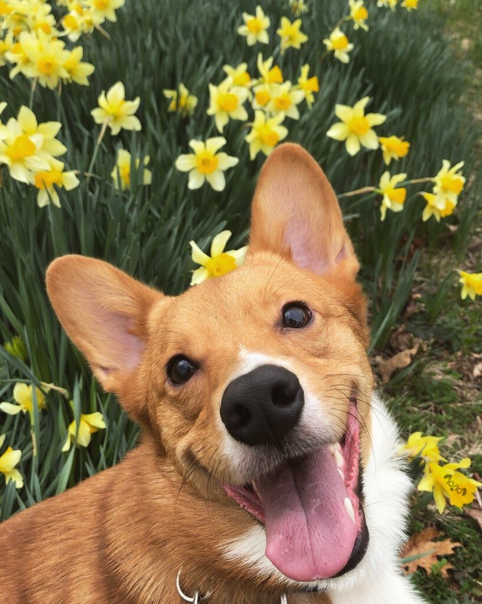 dog_rates's tweet photo. This is Caillou. He likes to visit the flowers. He knows they make him happy. 13/10 a mental health icon https://t.co/JshpO1tIzb