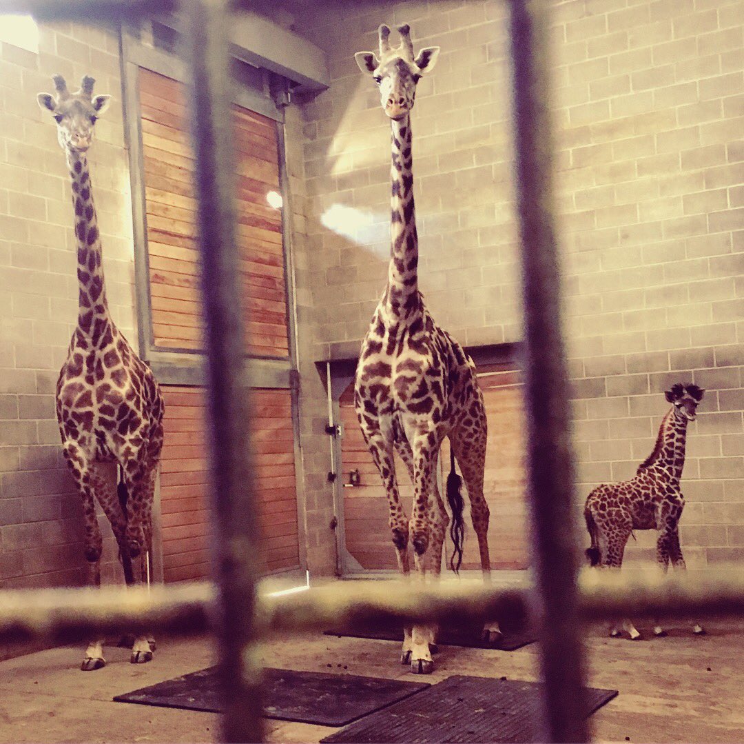 ShayleeLately's tweet photo. Dixie, the toddler giraffe, is as adorable as she looks on the giraffe cam! Sincerest thank you to the amazing @KansasCityZoo for the opportunity to show these beautiful creatures up close! #DixieGiraffe https://t.co/zx1AdAWNJR