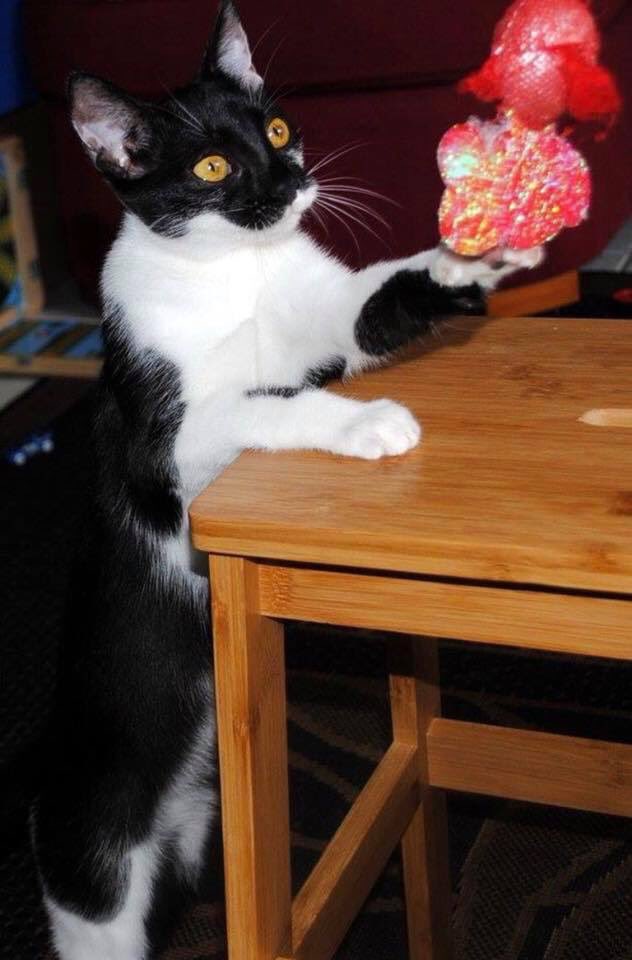silverliningaus's tweet photo. Hi Im Lace
Im 7 months of age , Im extremely playful and affectionate
Im happy to be picked up and carried around as much as snuggling with you while you watch your favourite programs
I enjoy cat company and dont mind children.  For more info on Lace pm our fb page.#AnimalRescue https://t.co/dahN6T6agh