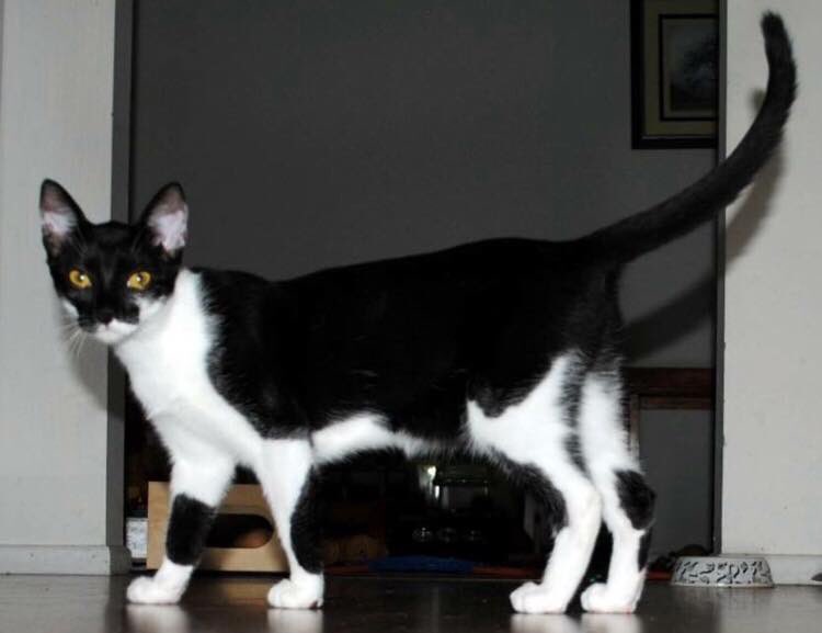 silverliningaus's tweet photo. Hi Im Lace
Im 7 months of age , Im extremely playful and affectionate
Im happy to be picked up and carried around as much as snuggling with you while you watch your favourite programs
I enjoy cat company and dont mind children.  For more info on Lace pm our fb page.#AnimalRescue https://t.co/dahN6T6agh