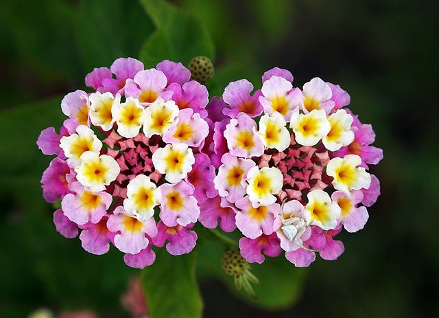 InfoMyT's tweet photo. La flor de Lantana es una de las más bellas del mundo. Varía en colores, pero no en forma. Común en el norte y sur de América y algunas regiones de Europa. https://t.co/cwRtwJlrsk