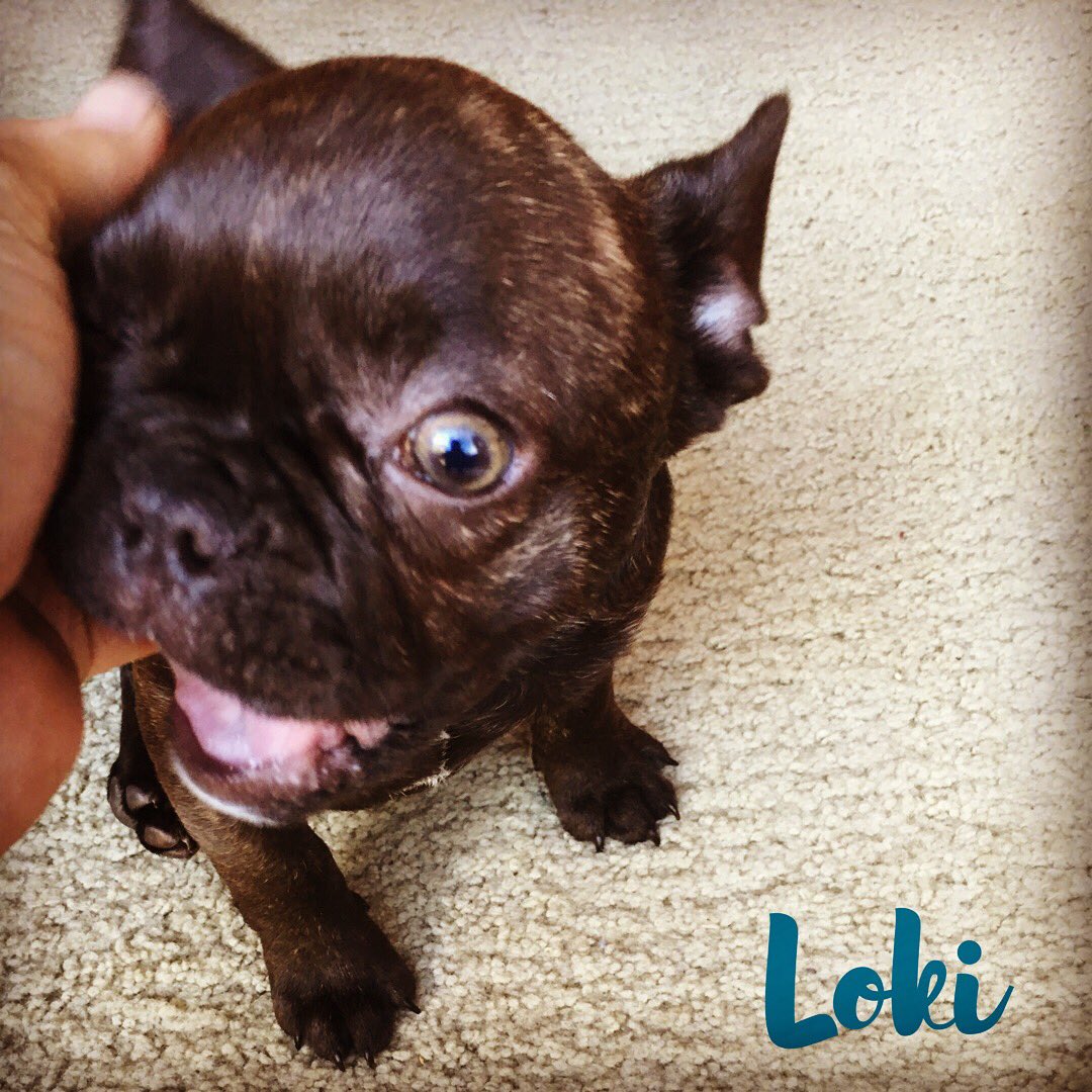 granolabarks's tweet photo. Was lucky enough to meet this little guy today :)
•
#puppy #woofwoofwednesday #frenchbulldog #frenchbulldogpuppy #gbarks #granolabarks #granolabarsfordogs https://t.co/Jh7Jc7rT6K