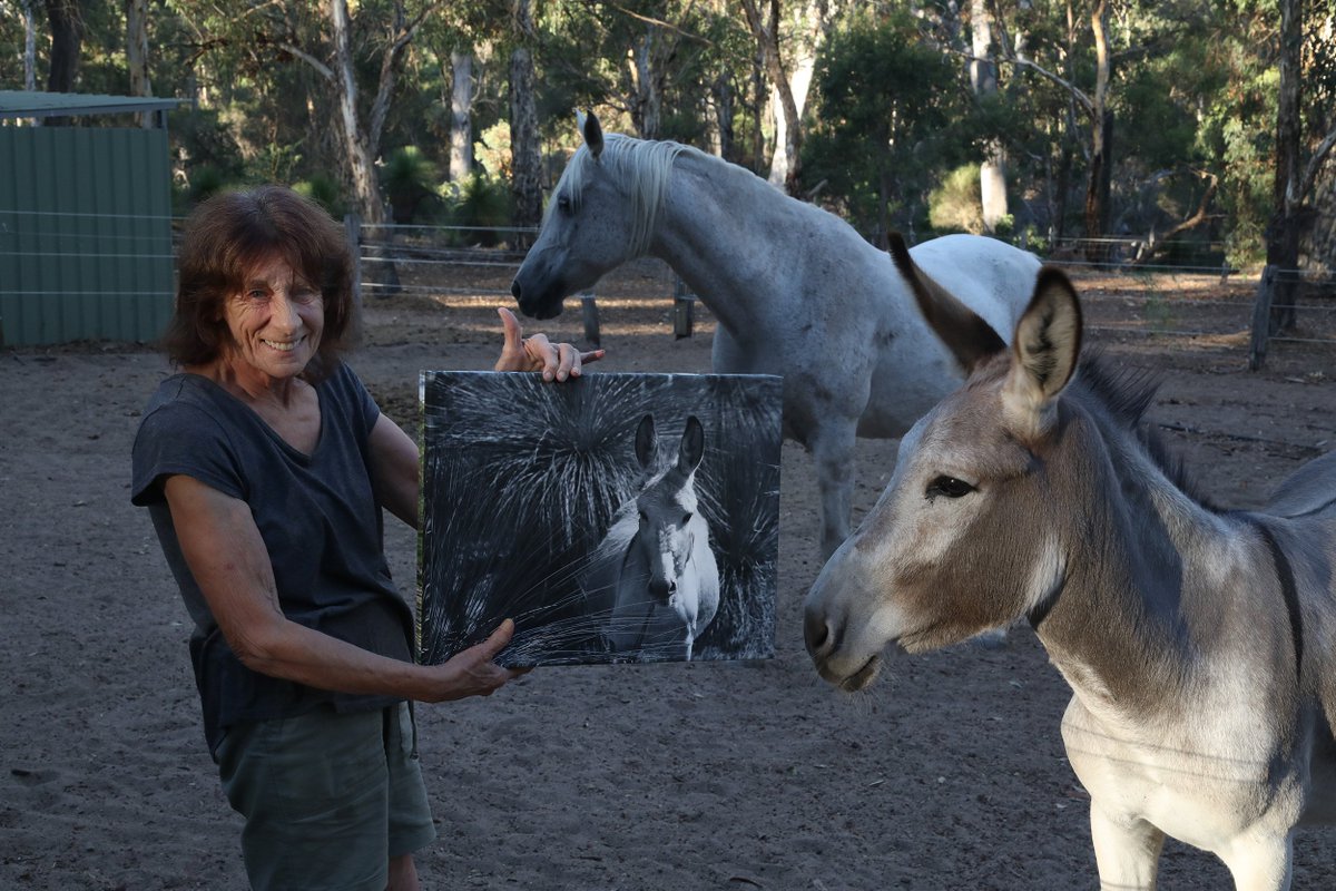 Back in December 2017 we ran the Star of the Shire pet photo competition. Our lucky winner was Maisie the donkey, who received a professional photoshoot with Bohdan Warchomij and two canvas prints as her prize. Here's Maisie checking out her portait held by her owner Liz :)