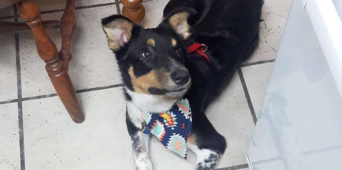 StormMiniAussie's tweet photo. I'm just gonna stay here until that oven opens and you share. #sharingiscaring #dogsoftwitter https://t.co/RlGR9rOCaX