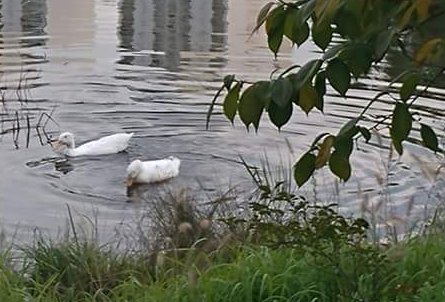 마주보는 사랑은
불꽃처럼 강렬하지만
오래 머무를 수는
없으리라

우리는 사랑만으로
살 수 없기에
삶은 흐르는 강물
같아서

한 자리에 머무를 수
없기에
사랑도 인생과 함께
흘러야 한다.