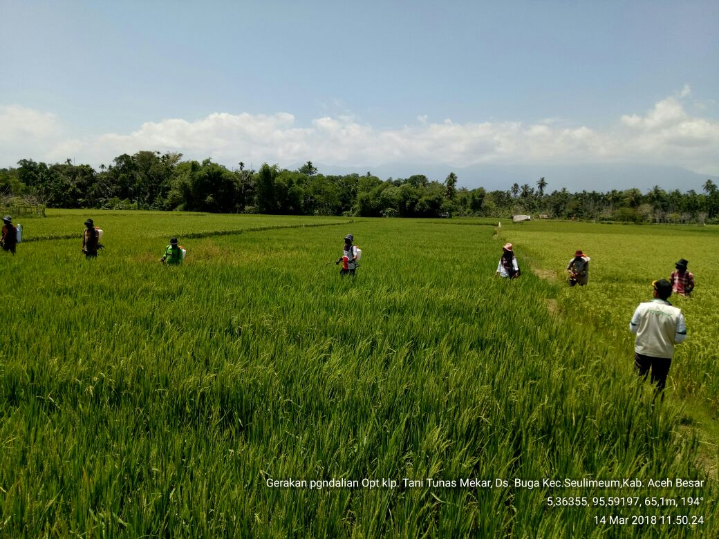 thlpoptaceh's tweet image. Amankan produki
Gerdal Opt Blas
koptan Tunas Mekar
Ds.Buga,Seulimeum,Aceh Besar
@infoirwandi 
@THLPOPTNASIONAL 
@ditlin_tp 
#SalamPerlintan