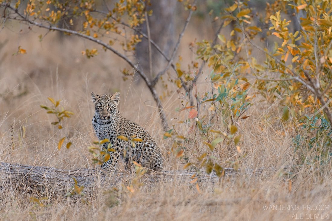 WildEarth's tweet photo. In the heart of the wild.
Photo cred: @aleolivieris 
#safariLIVE #WIldEarth #leopard #Heartofthewild https://t.co/8M0wKqI7iF