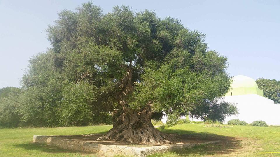 AfrikyaTN's tweet photo. Around Haouaria, another witness of #Tunisia's ancient ages: the oldest living being.. the #punic #Olive tree, Chraf, caught by Yosr Marzoug https://t.co/LrP4YaxMjs
