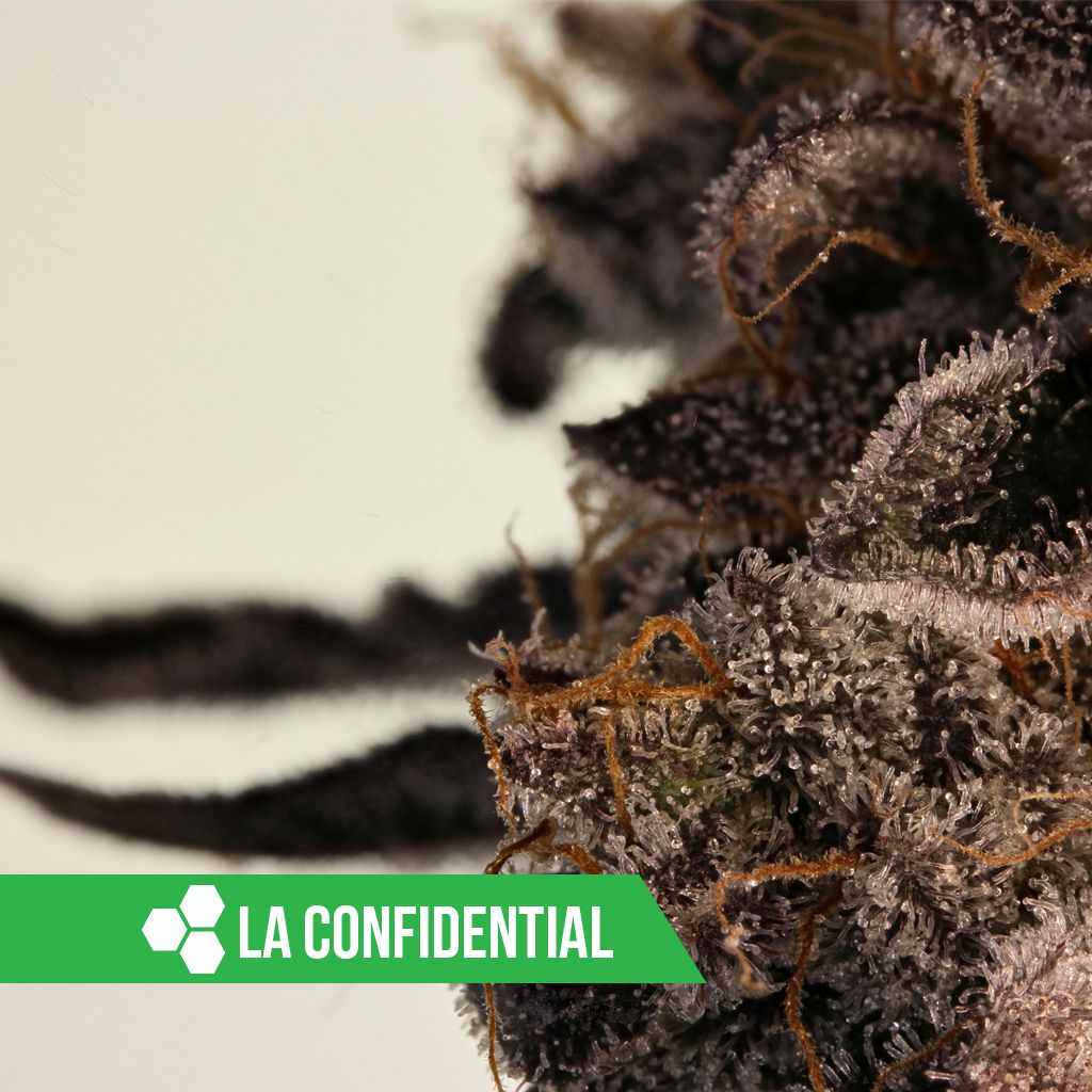 HWCMMJ's tweet photo. 😎#LAConfidential😎 💨Smooth, 🌲Piney, 😊Calming, and definitely 🔥Fire! #HWCFam #HerbalWellnessCenter #TrueConnoisseur #azmmj #cannabiscommunity #420 https://t.co/U2Mg7f5nTH