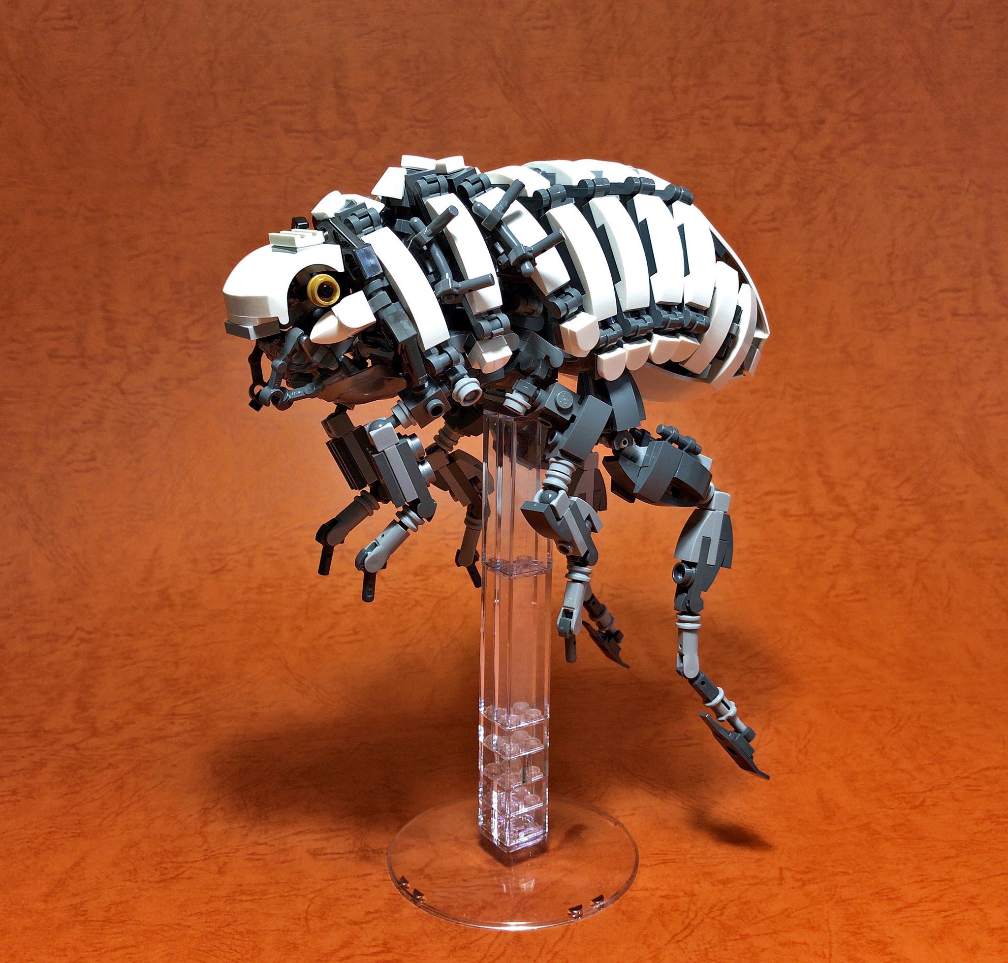 にかいどう 機械生物図鑑 野生化した目玉焼き フライドエッグジェリーフィッシュ ご丁寧にコショウまでかけてあるクラゲ 黄身そっくりな部分は生殖腺なんだって 大きいもので五十センチほどに育つらしい 和名はサムクラゲで 日本では北海道あたり