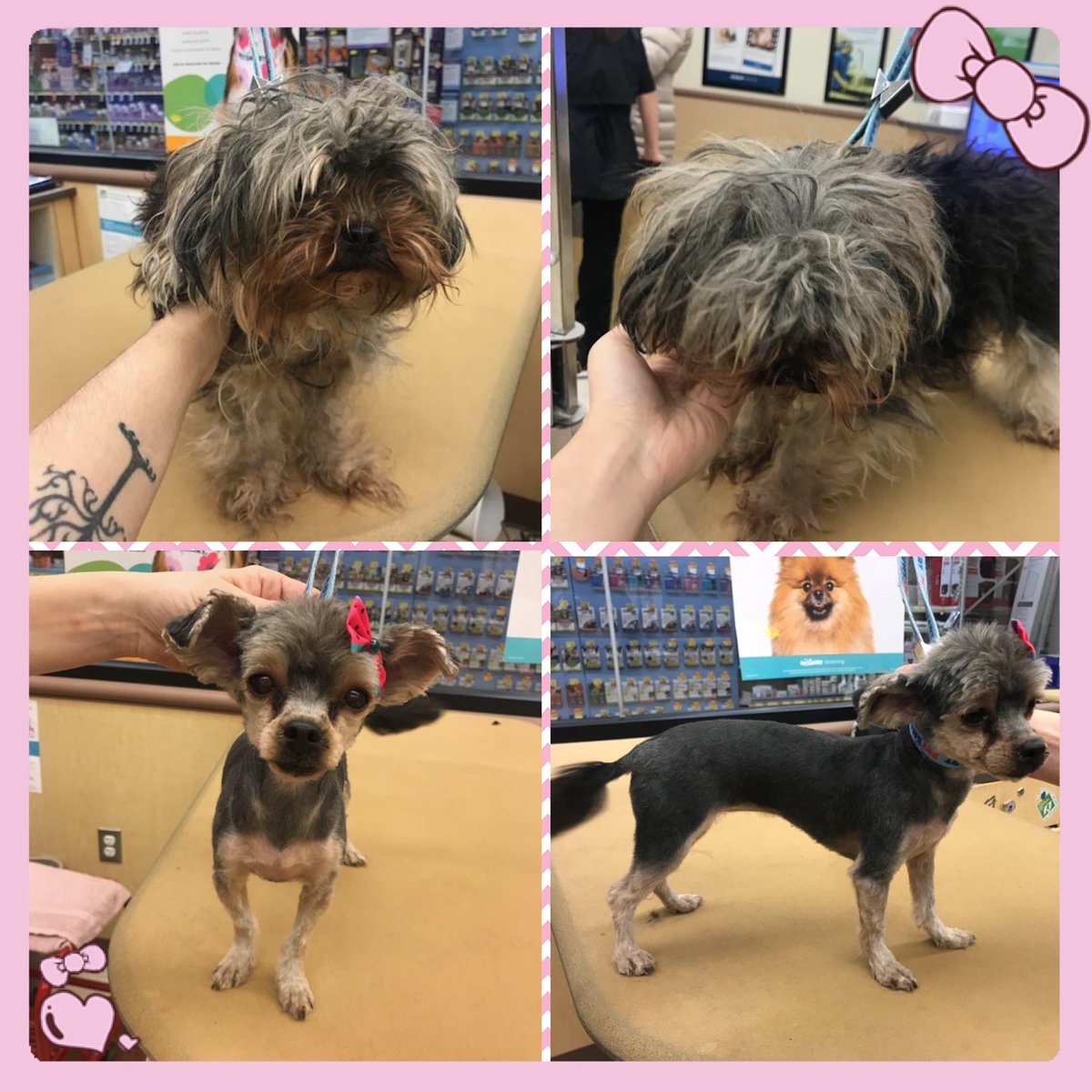 #northeastgrooming #store1669 #epa groomer: Michelle , Category: Extreme Makeover <a href="/monicalovespets/">PetSmartNortheast</a> <a href="/ssklr11/">Kristie Reisenweaver</a>