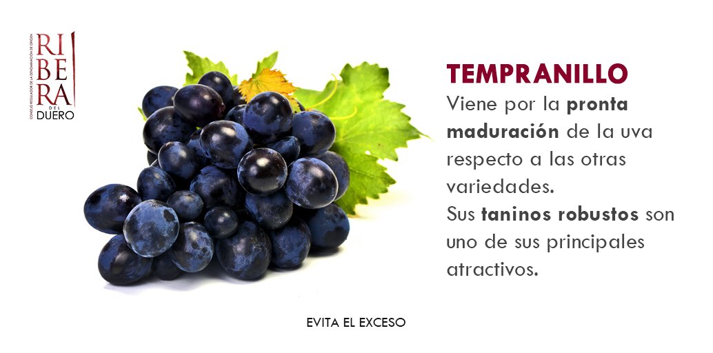 La uva Tempranillo es de las más prestigiosas y está considerada como la más característica de las variedades de uvas españolas. #ConoceDORibera #DORiberaMex