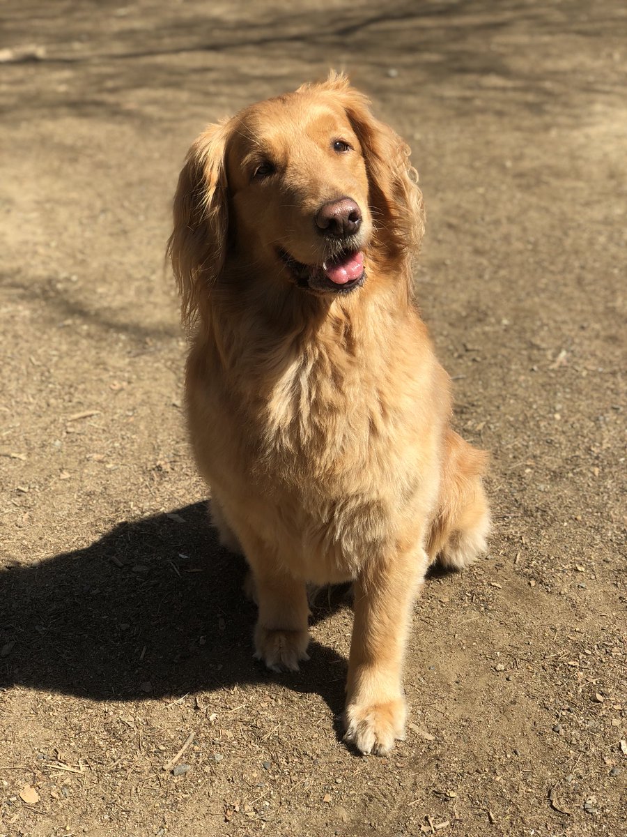 tamago_321's tweet photo. 学校に向かっています🐶💜 https://t.co/UWNPE5Znce