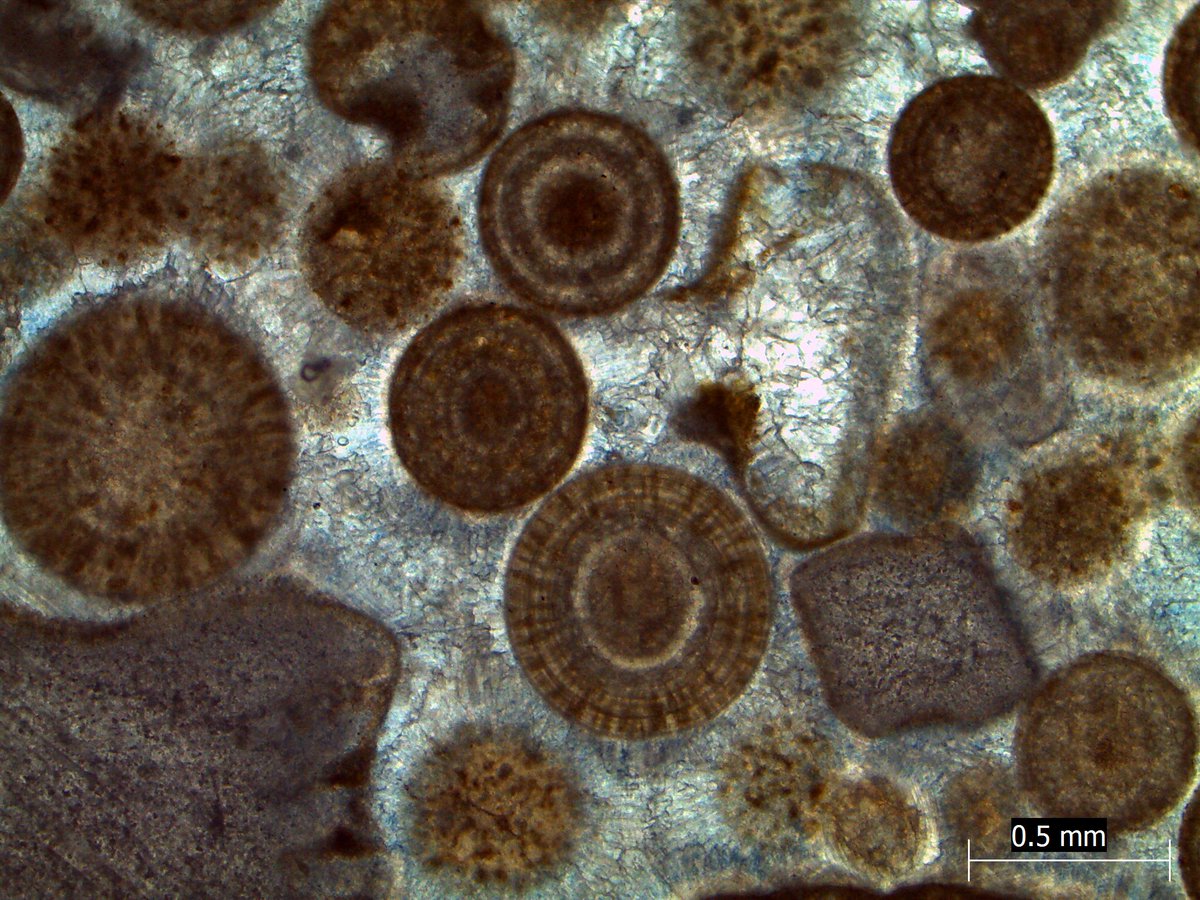 epub genetic resources chromosome engineering and crop improvement