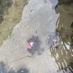 やっちまったｗカニにしかも水の中にポケットWifi持って行かれたｗ