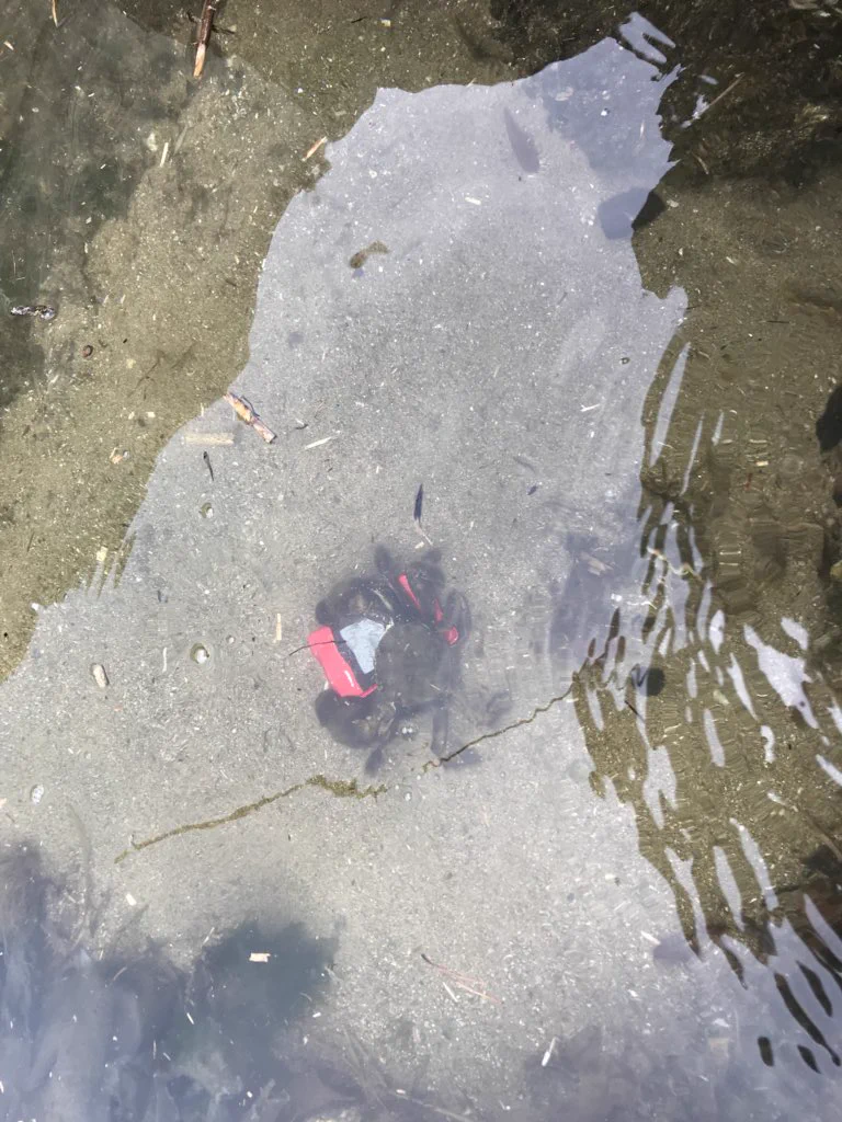 やっちまったｗカニにしかも水の中にポケットWifi持って行かれたｗ