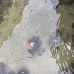 やっちまったｗカニにしかも水の中にポケットWifi持って行かれたｗ
