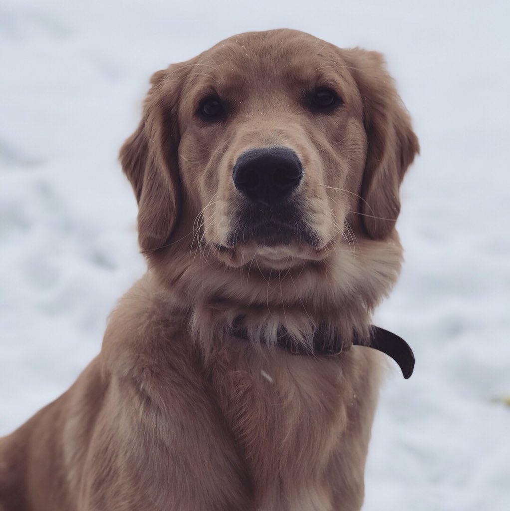 whitmorealyssa4's tweet photo. #dogsfromthe330 https://t.co/ZjFy9iIcw4