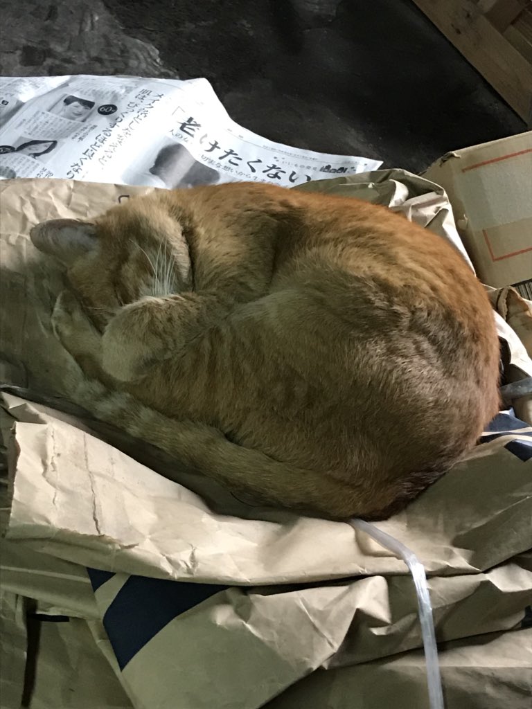 キャット空中三回転 Twitter પર હ શટ ગ キャット空中三回転 Twitter પર હ શટ ગ
