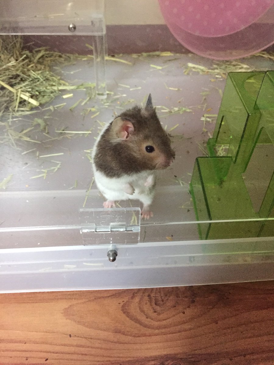 DustMochi's tweet photo. 분명 바닥에 가득 깔아줬는데 어째서 저기에 새둥지가 만들어지고 바닥에 아무것도 안 남은거지... https://t.co/Y5CQCon4Rt