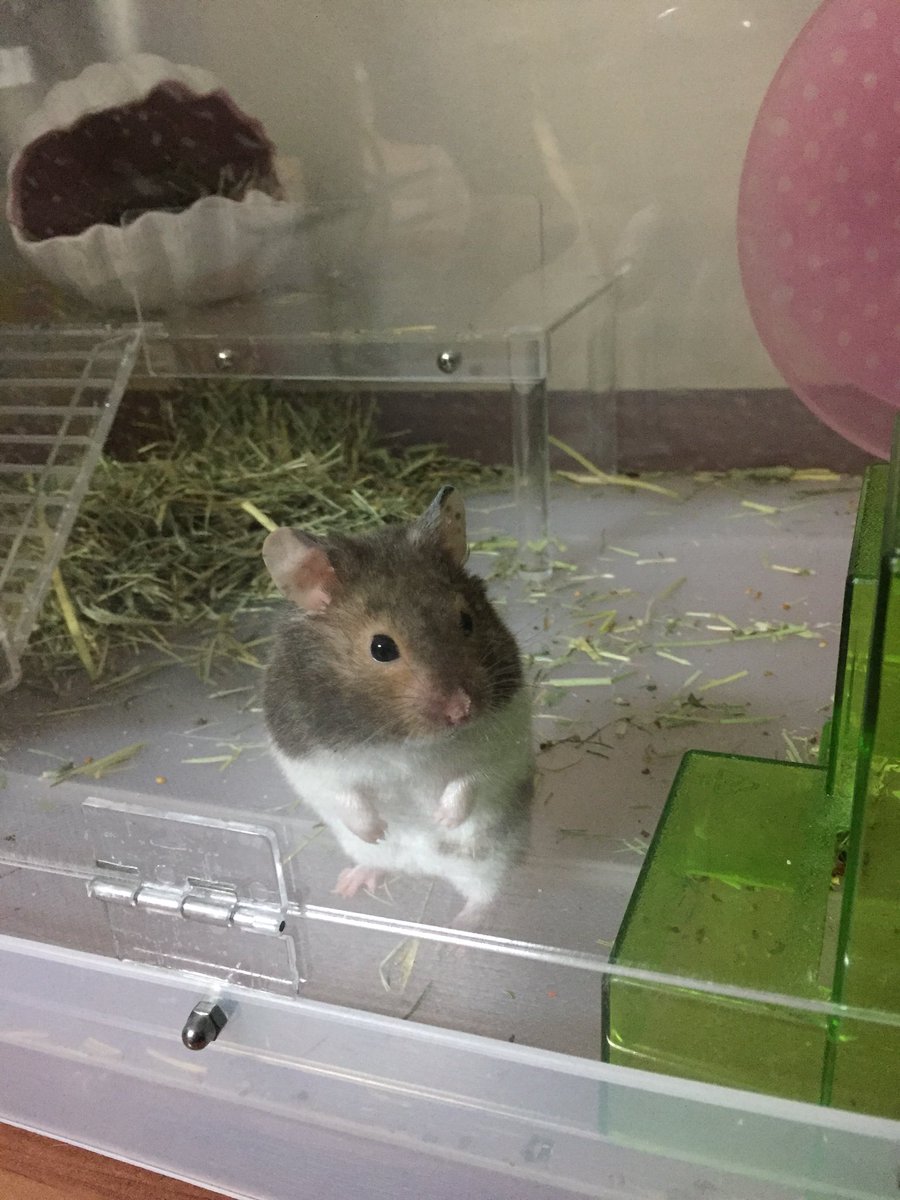 DustMochi's tweet photo. 분명 바닥에 가득 깔아줬는데 어째서 저기에 새둥지가 만들어지고 바닥에 아무것도 안 남은거지... https://t.co/Y5CQCon4Rt