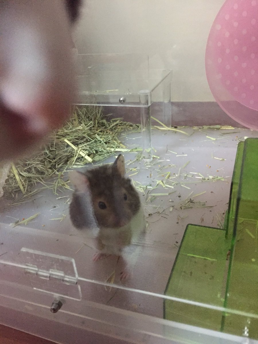 DustMochi's tweet photo. 분명 바닥에 가득 깔아줬는데 어째서 저기에 새둥지가 만들어지고 바닥에 아무것도 안 남은거지... https://t.co/Y5CQCon4Rt