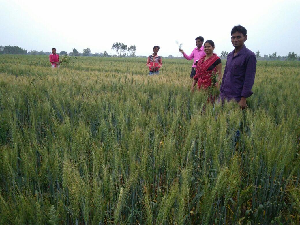 RGMVP's tweet photo. What is special about the wheat seed plot (PBW 343) in Shuthaina village Kachhauna block? #SHG member uses #ShivanshFertilizer and Jeevanmrut made by her for raising crop @RGMVP #CommunitySeed #SustainableAgriculture #WonenInAgriculture @r_puskur @ricetoday https://t.co/UARRZQzh3j