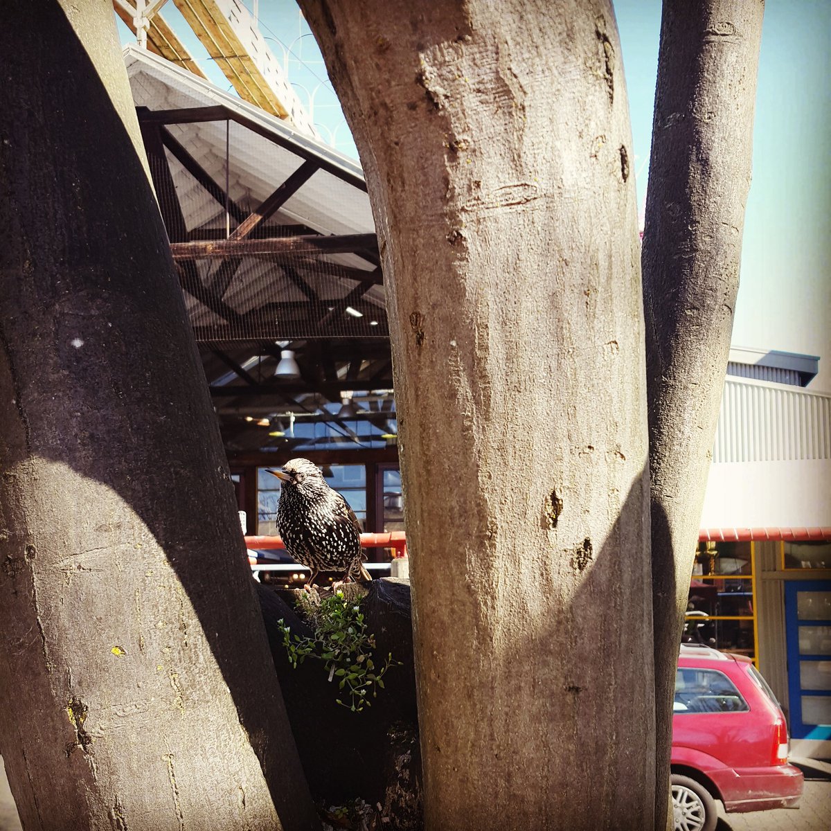 Oliver_Lam's tweet photo. Living the life @granville_isle. 🐦 https://t.co/fFTBwknGGO