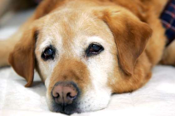 うちの子のきろく 愛犬の鼻をじっくりと見たことはありますか 犬の鼻には人間の指紋のようにひとつとして同じもののない 鼻紋 があり そこから個体を識別でき 一生変わらないものなんだそう T Co Qiolhmvjxl うちの子のきろく 犬 ペット