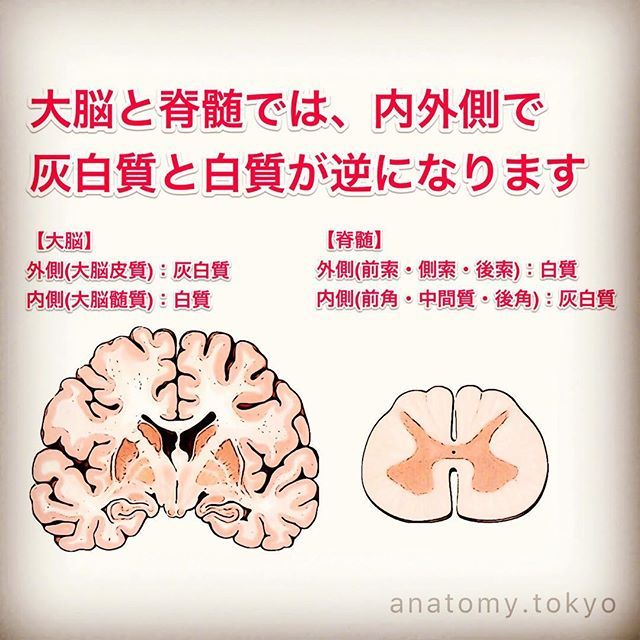 大脳皮質 (外側)は (A. ) 、大脳髄質 (内側) は (B. ) でできている