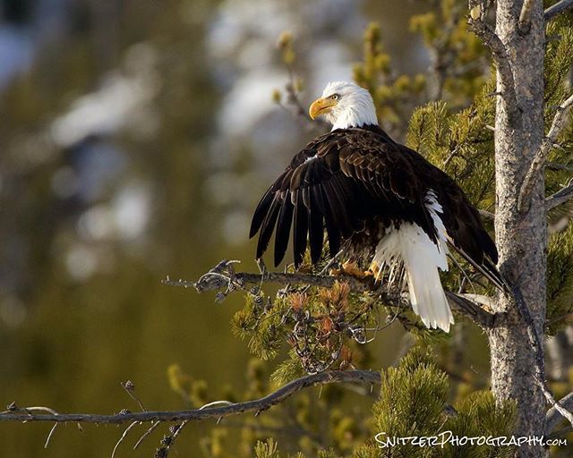 Yellowstone is a great place for Eagle watching in the winter!
.
.
.

#nature #beautifuldestinations #earthfocus #instatravel #keepitwild #discoverglobe #discoverearth #nationalgeographic #nationalgeoadventure #natgeo #earthpix #earthofficial #roamthepla… ift.tt/2IprmLk