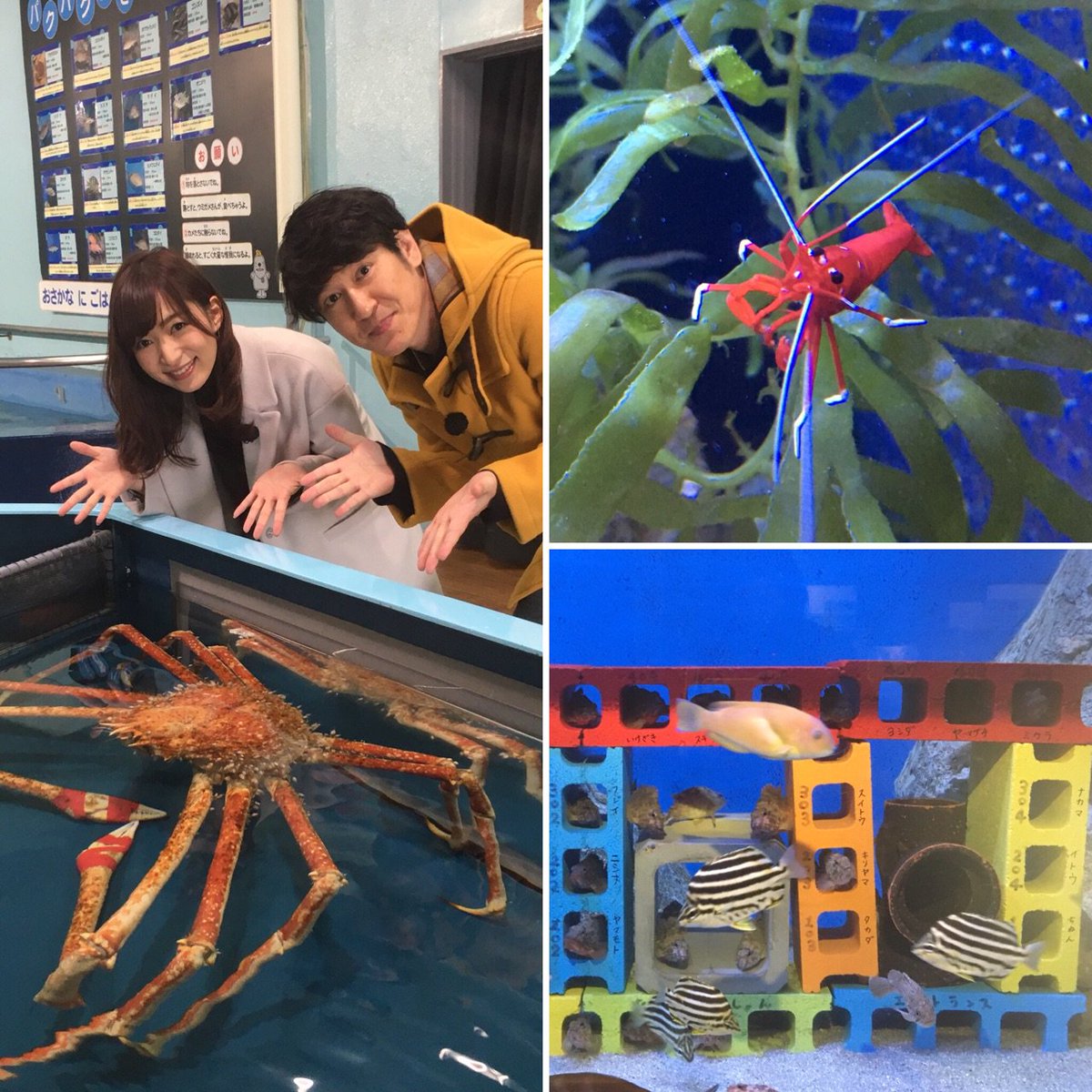 3月16日(金)は今年1月に復活した蒲郡の「竹島水族館」を深海魚マニア