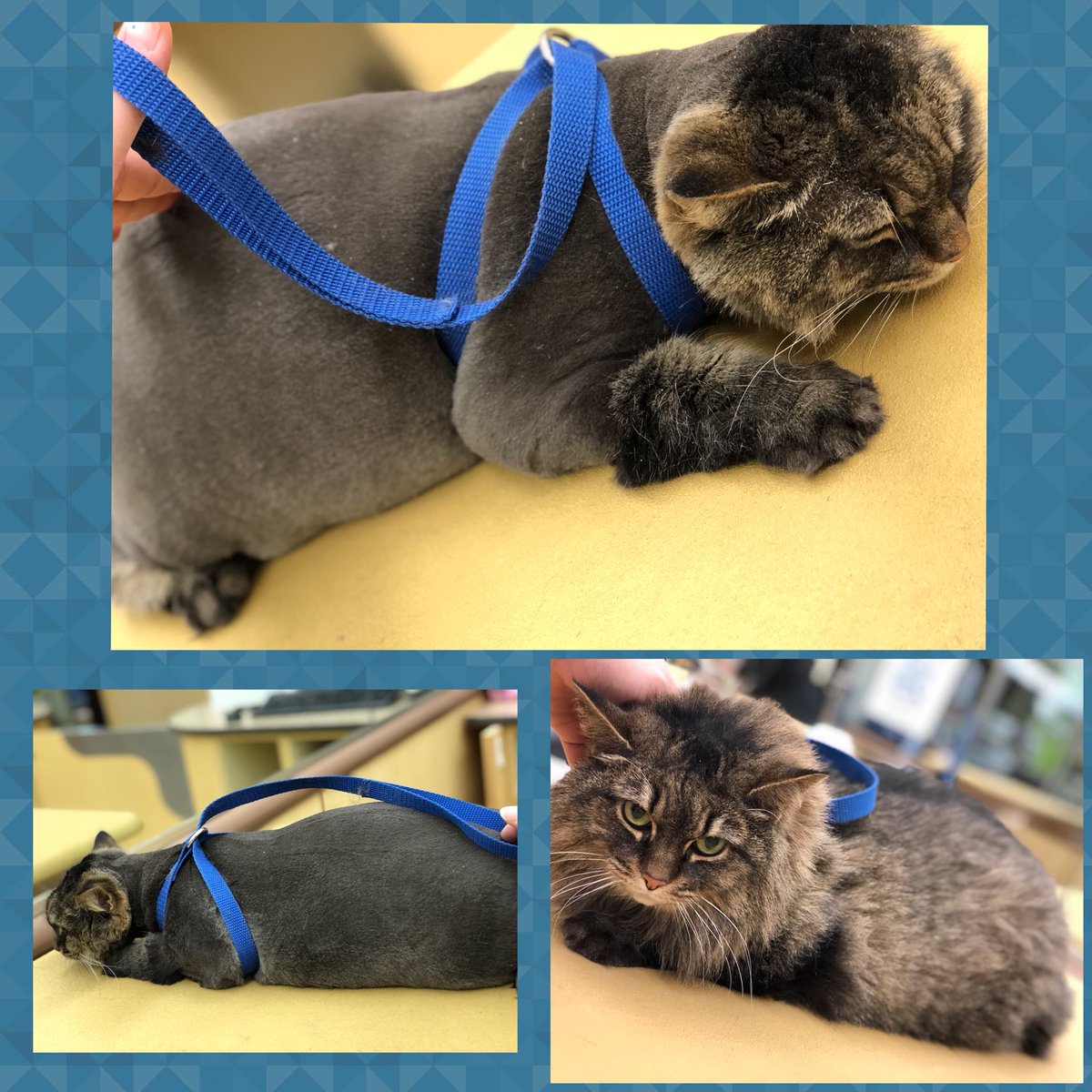 #northeastgrooming #store1669 #epa groomer: Amanda , Category: Extreme Makeover @monicalovespets <a href="/ssklr11/">Kristie Reisenweaver</a>