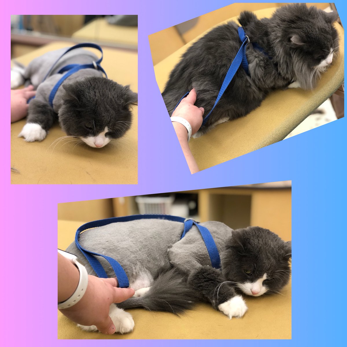 #northeastgrooming #store1669 #epa groomer: Amanda , Category: Extreme Makeover <a href="/monicalovespets/">PetSmartNortheast</a> <a href="/ssklr11/">Kristie Reisenweaver</a>
