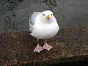 CutestBirds's tweet photo. Looking for a snack! 🍟🍕

#bird #birds #seagull #cute #nature https://t.co/THclVqLNv2