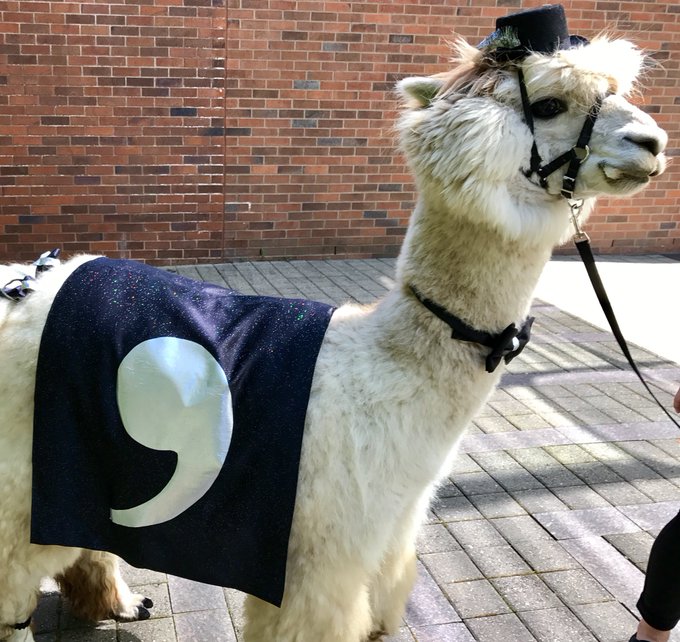 llama wearing a comma