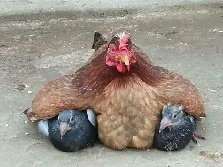 CutestBirds's tweet photo. Mother hen takes two young pigeons under her wing 🐓

#bird #birds #mother #chicken #hen #pigeon #animals #cute #nature https://t.co/Ibvrx76YXh