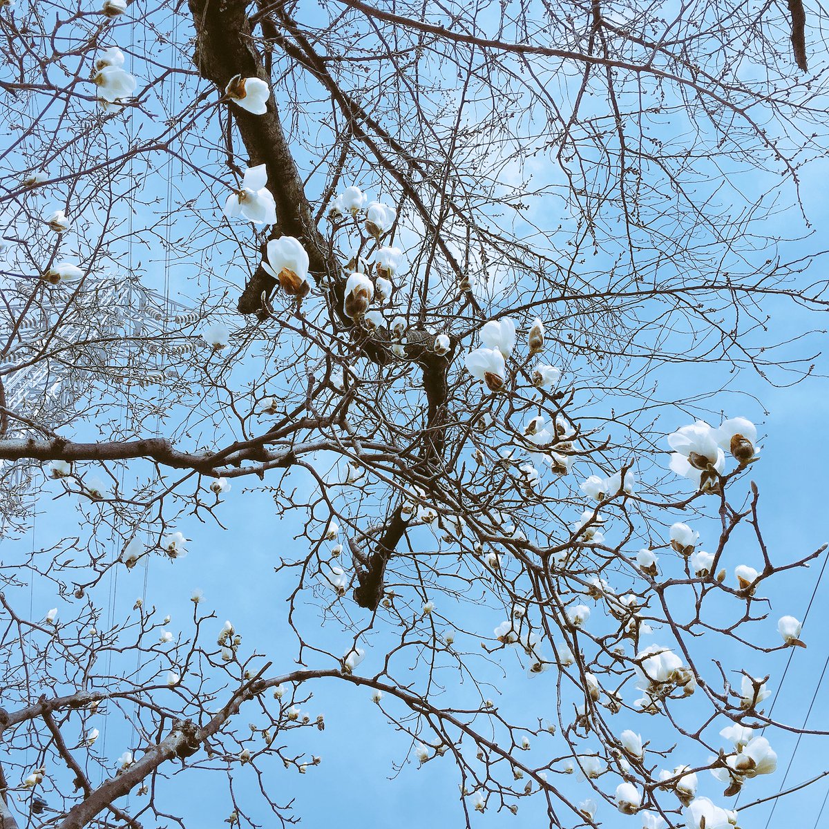 moumoon726YUKA's tweet image. 木蓮さんたちが咲き始めている✨
うれしい♡#moumoon #flyways きょう、J-WAVEグルーブラインに出ます❣️