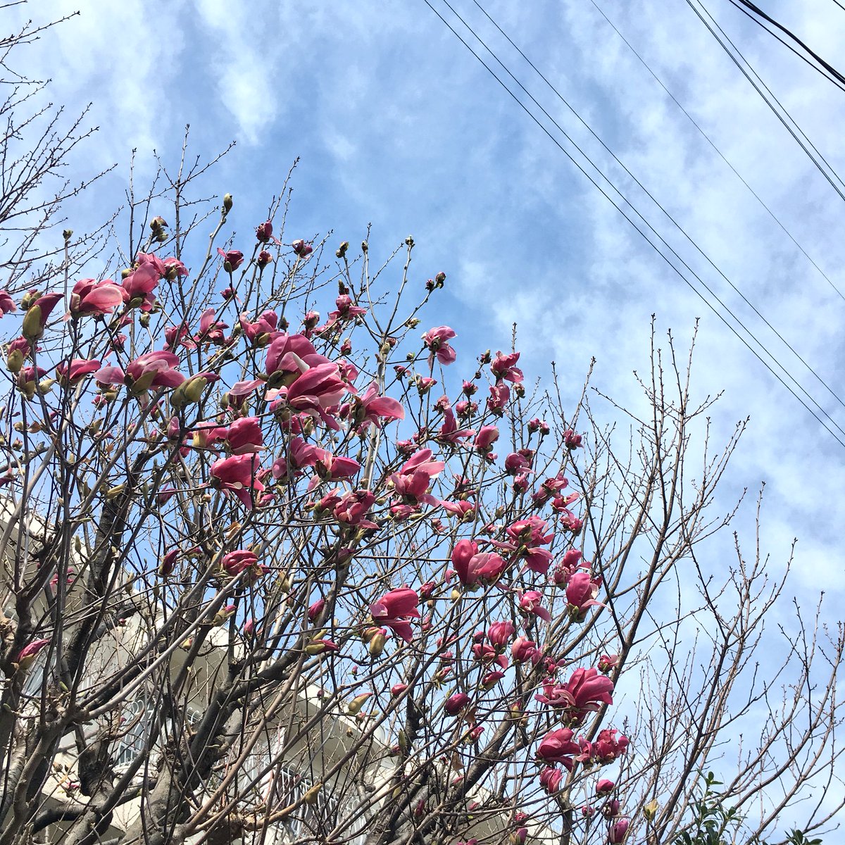 moumoon726YUKA's tweet image. 木蓮さんたちが咲き始めている✨
うれしい♡#moumoon #flyways きょう、J-WAVEグルーブラインに出ます❣️