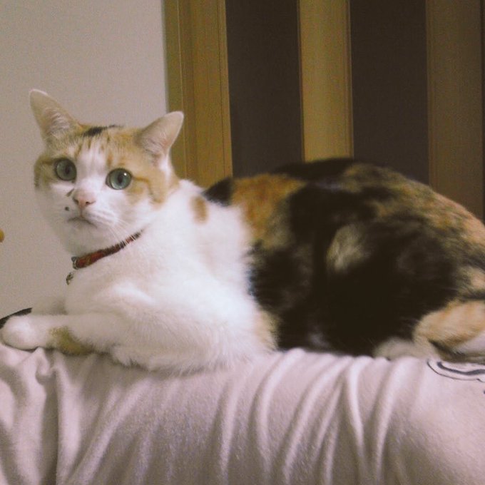 最高の動物画像 50 素晴らしい世界 一 可愛い 子猫