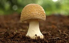 SM_Biotech's tweet photo. #SpawnLabMachinesSetup
#AutomationOfMushroomGrowingUnit
#MushroomMachines equipment may be a family owned Indian company with a multi-agricultural background.
To more information please visit @ https://t.co/4dqYEUCbKR https://t.co/4J3QggKMKh